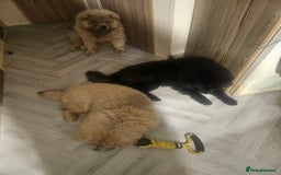 Chow Chow dogs for sale: Beautiful chow chow black girl - Image 3