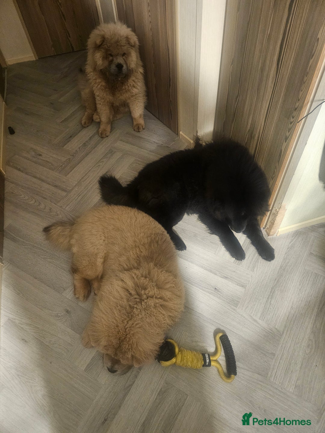 Chow Chow dogs for sale: Beautiful chow chow black girl - Image 3