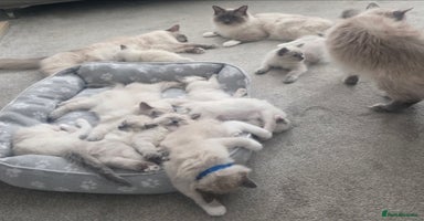 Ragdoll cats - Advert 15