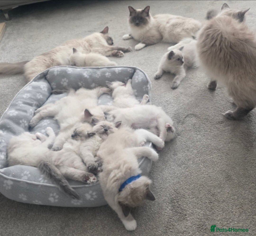Ragdoll cats for sale: 2 beautiful litters of Ragdolls  - Image 12