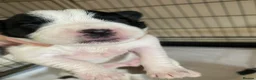 Jack Russell dogs for sale: Jack Russel terrier mix puppies  - Advert 10