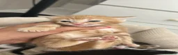Mixed Breed cats for sale: Beautiful Maine Coon × Ragdoll Mix Kittens - Advert 10