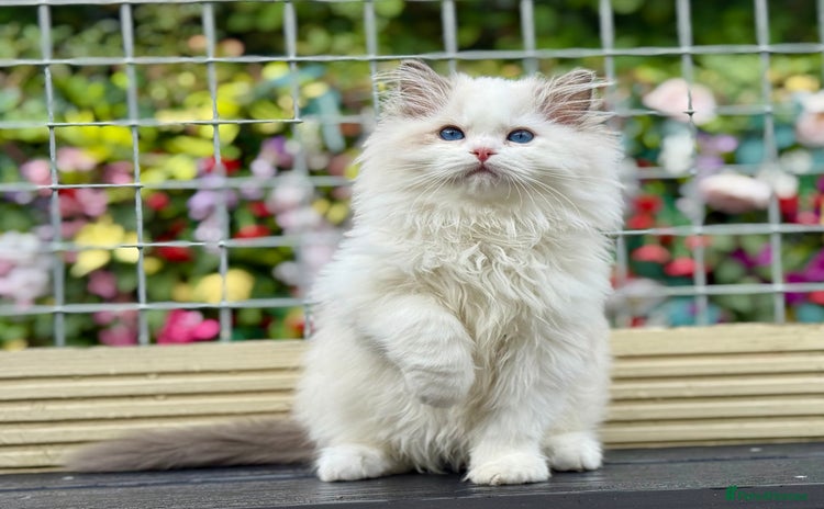 Ragdoll cats - Advert 8