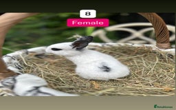 Mini Lop rabbits for sale: Baby Rabbits (ready to reserve) - Image 8