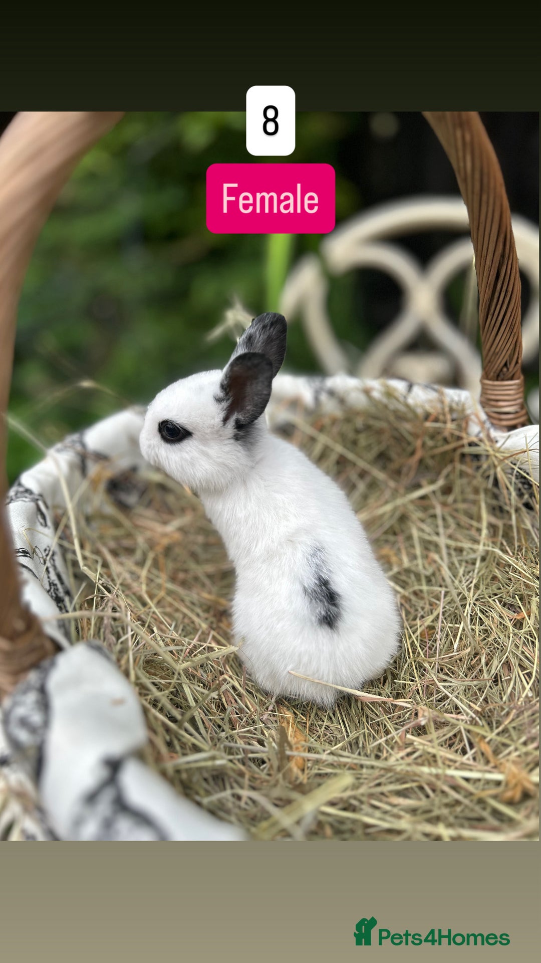 Mini Lop rabbits for sale: Baby Rabbits (ready to reserve) - Image 8