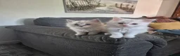 Ragdoll cats for sale: Four gorgeous Ragdoll kittens  - Advert 19