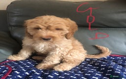 Cockapoo dogs for sale: Fully vac’d Dna health tested clear Cockapoo’s  - Image 12