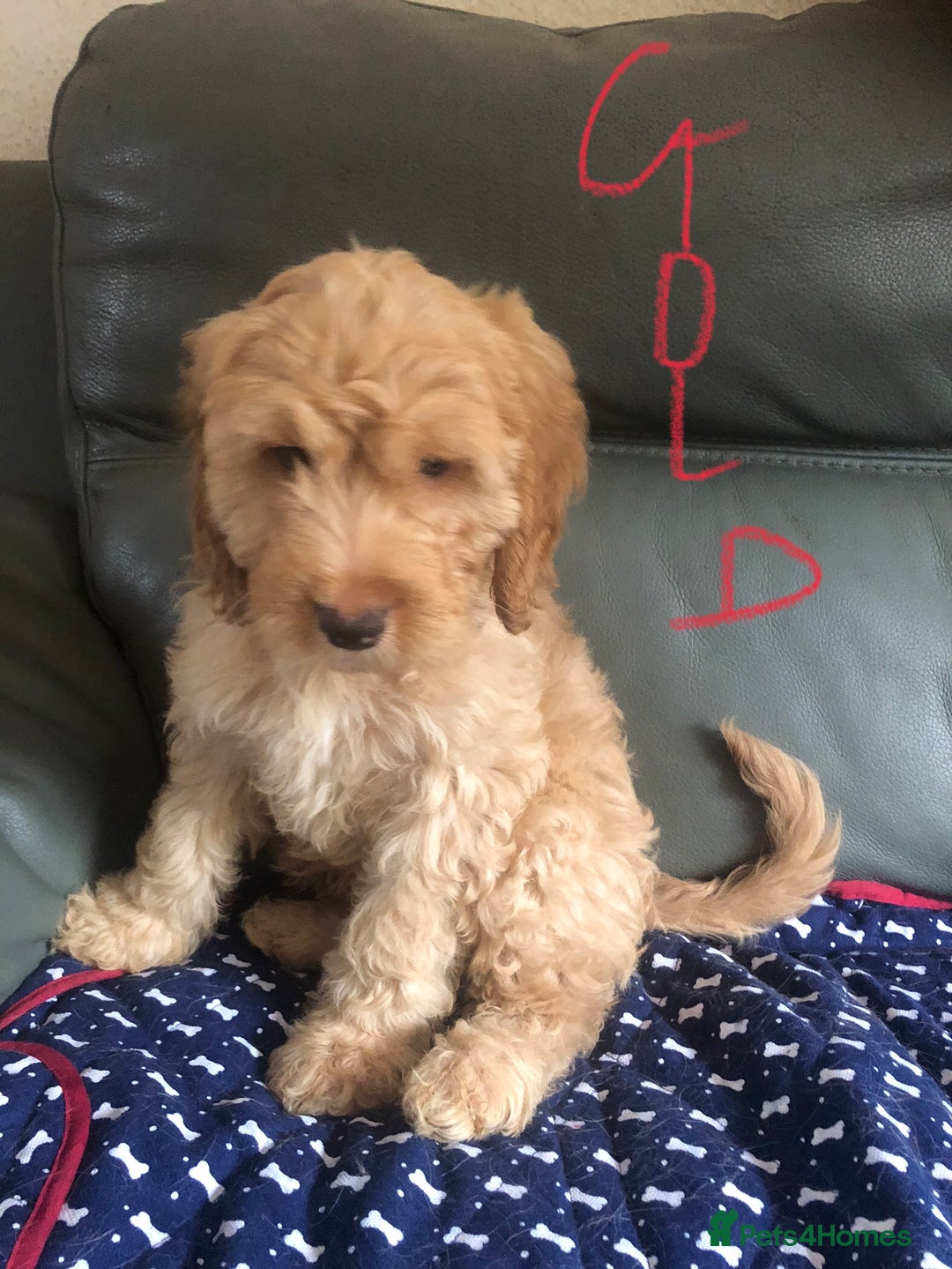 Cockapoo dogs for sale: Fully vac’d Dna health tested clear Cockapoo’s  - Image 12