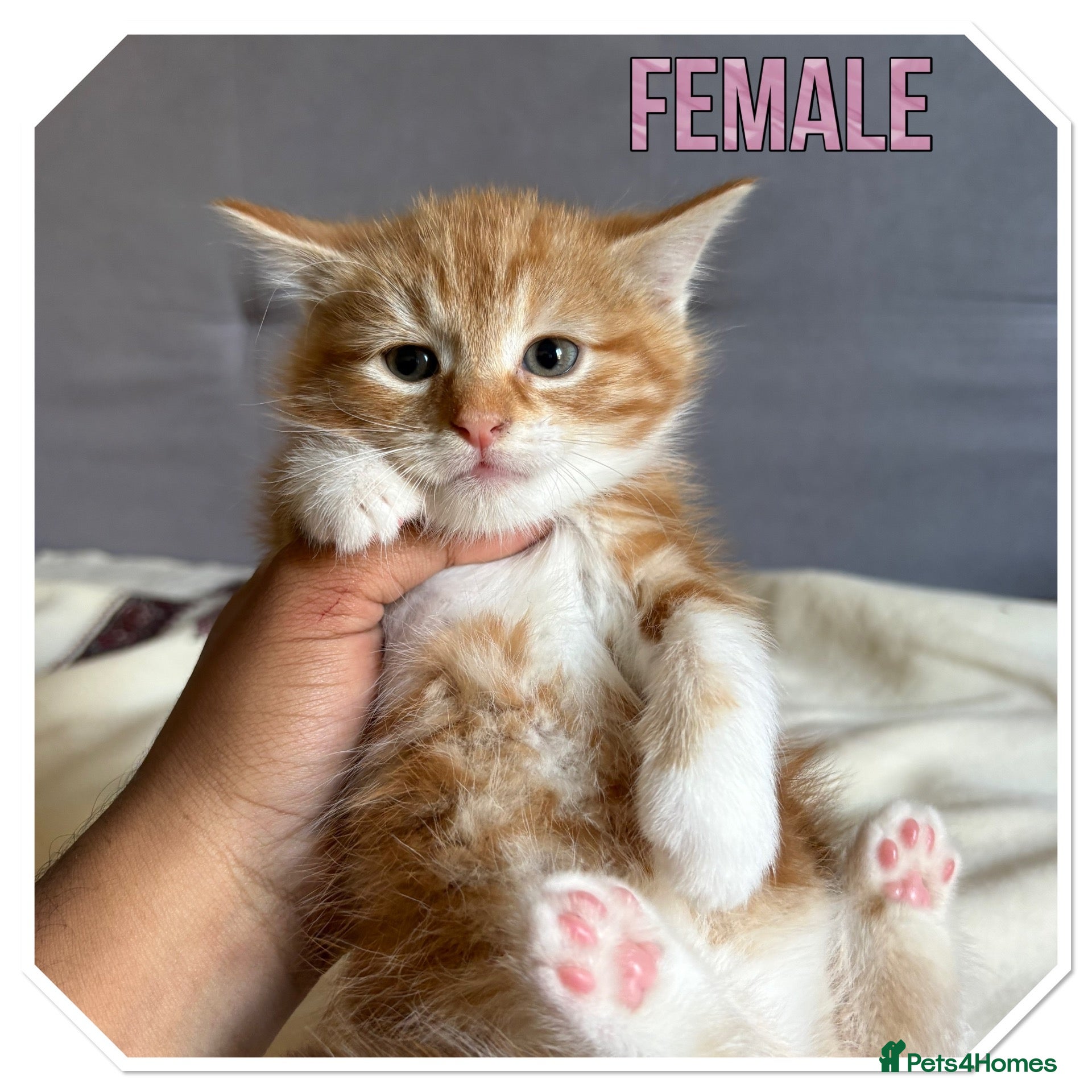American Shorthair cats Female 8 Weeks Old Ginger - READY FOR NEW HOMES! - Advert 3