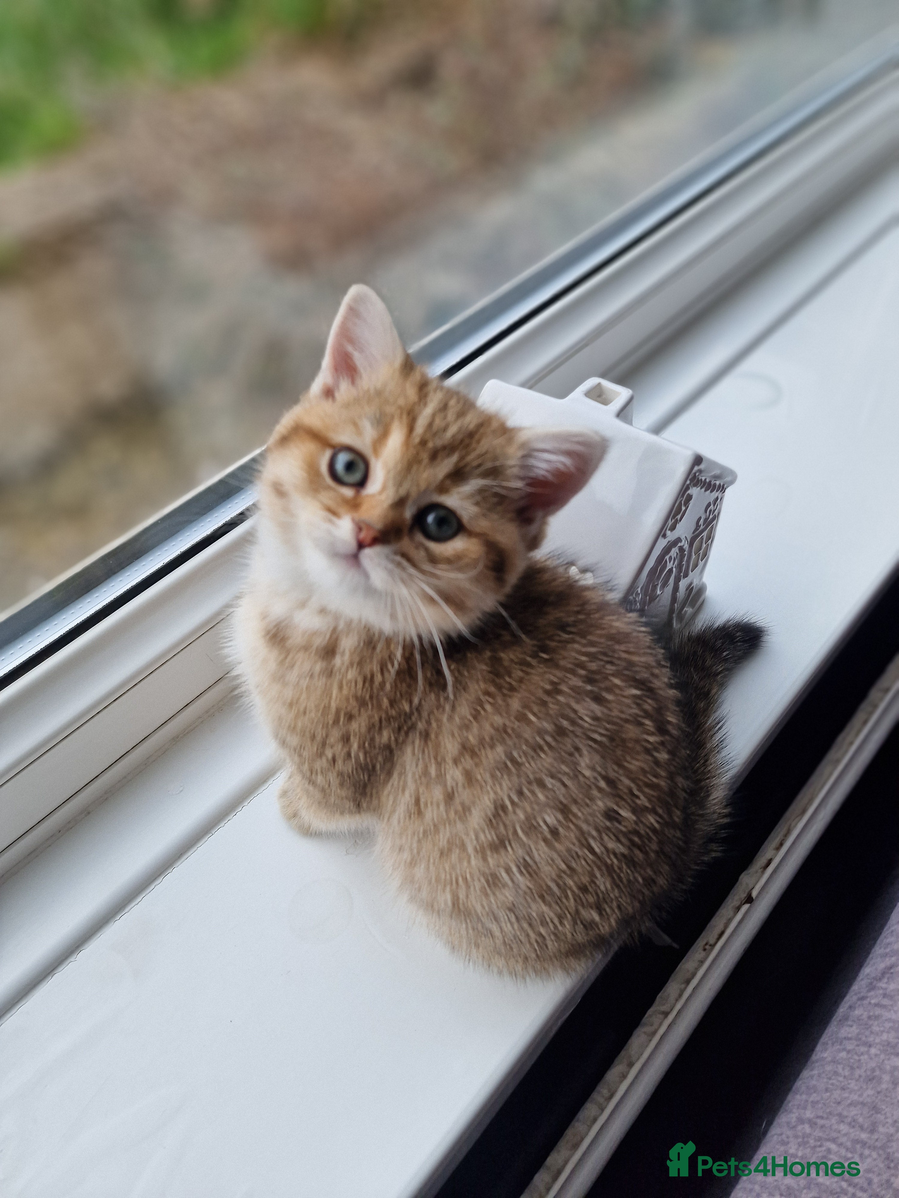 British Shorthair cats British shorthair silver tipped - Advert 16