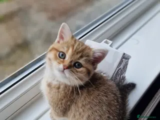 British Shorthair cats British shorthair silver tipped - Advert 9