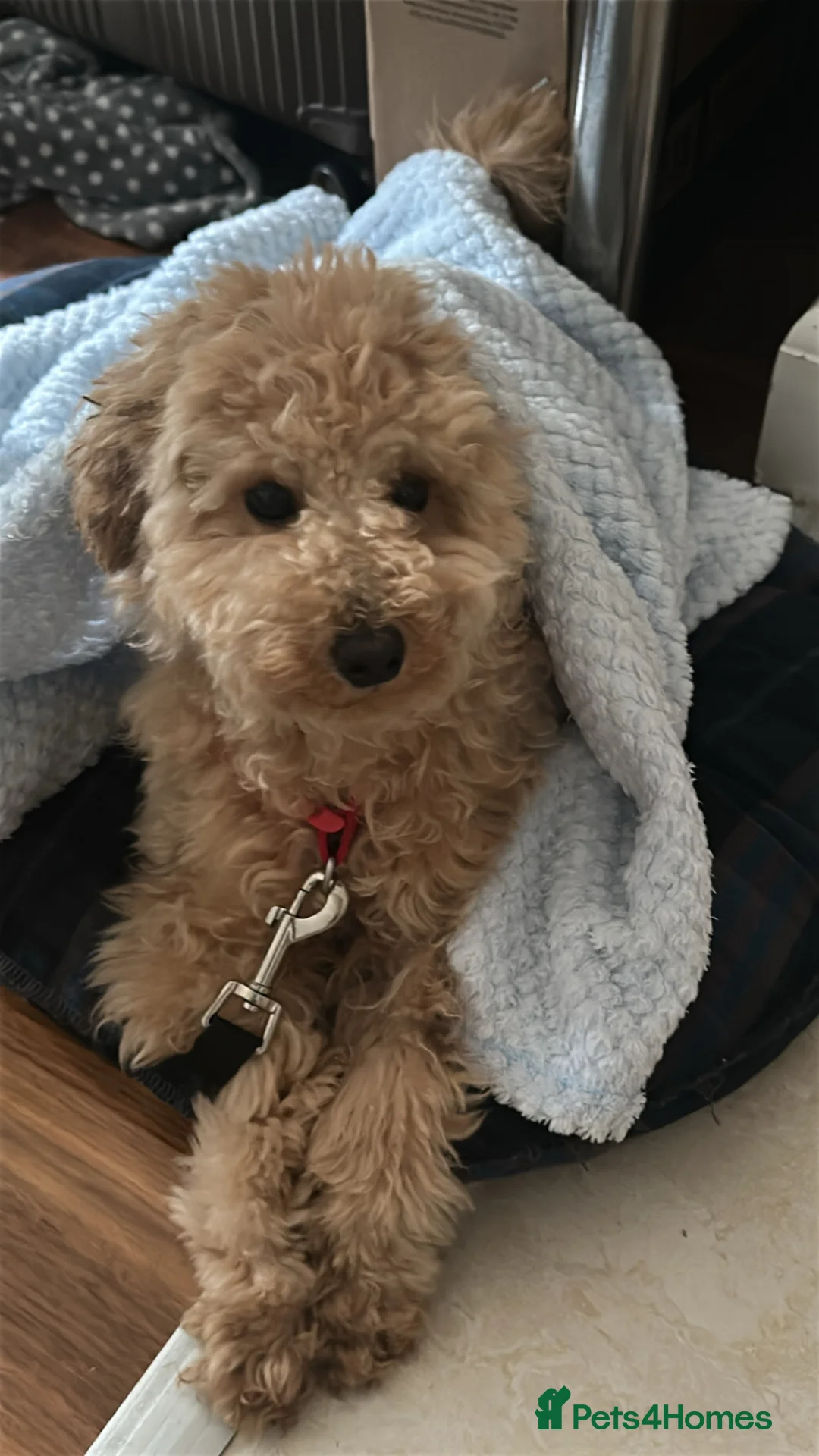 Toy Poodle dogs for sale: Toy poodle  in London - Advert 2