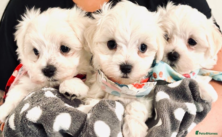 Maltese dogs - Advert 4
