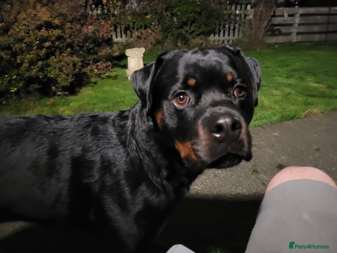 Rottweiler dogs for stud: Pedigree German Champion Bloodline - Advert 3