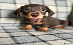 Miniature Dachshund dogs for sale: Adorable Miniature Dachshund Puppies for Sale - Image 4