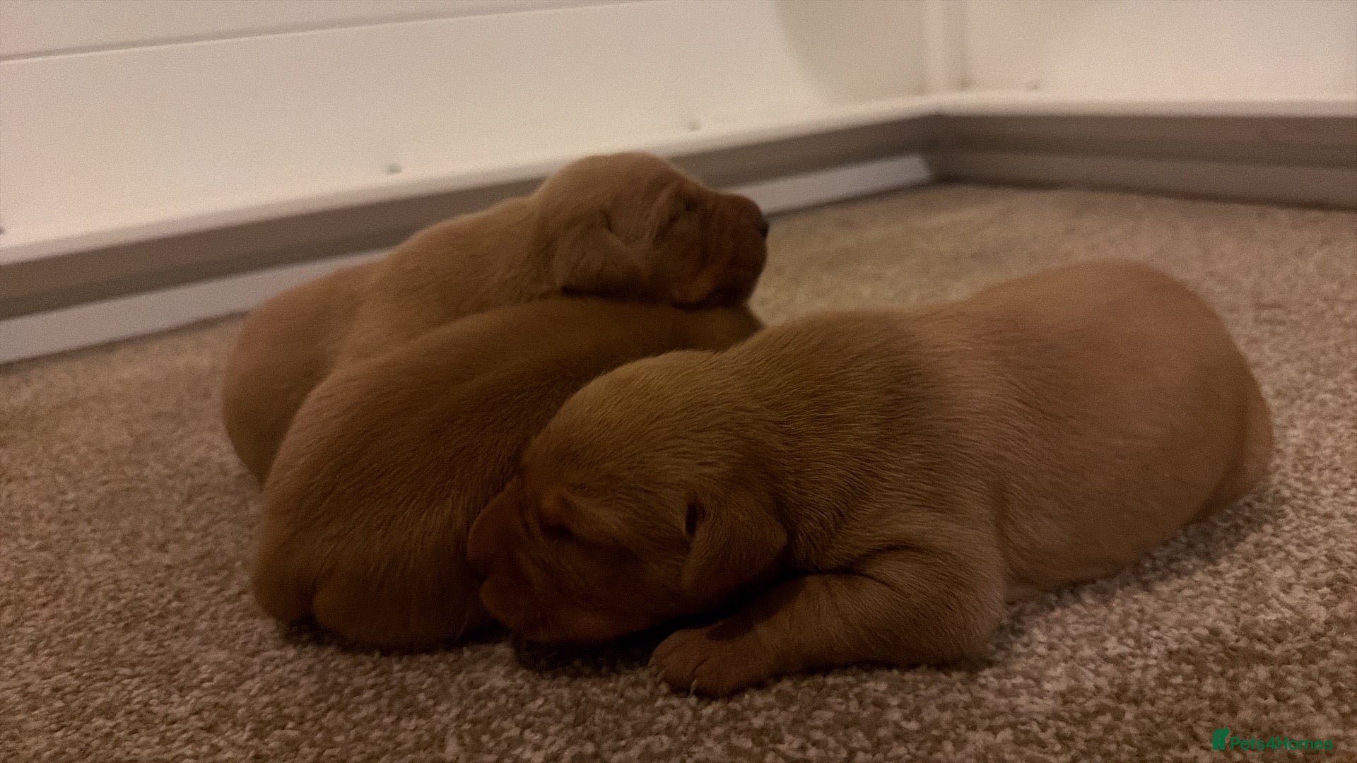 Labrador Retriever dogs KC FTCH WORKING FOX RED LABRADOR’S - Advert 2