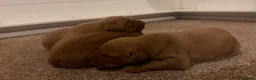 Labrador Retriever dogs for sale: KC FTCH WORKING FOX RED LABRADOR’S - Advert 3