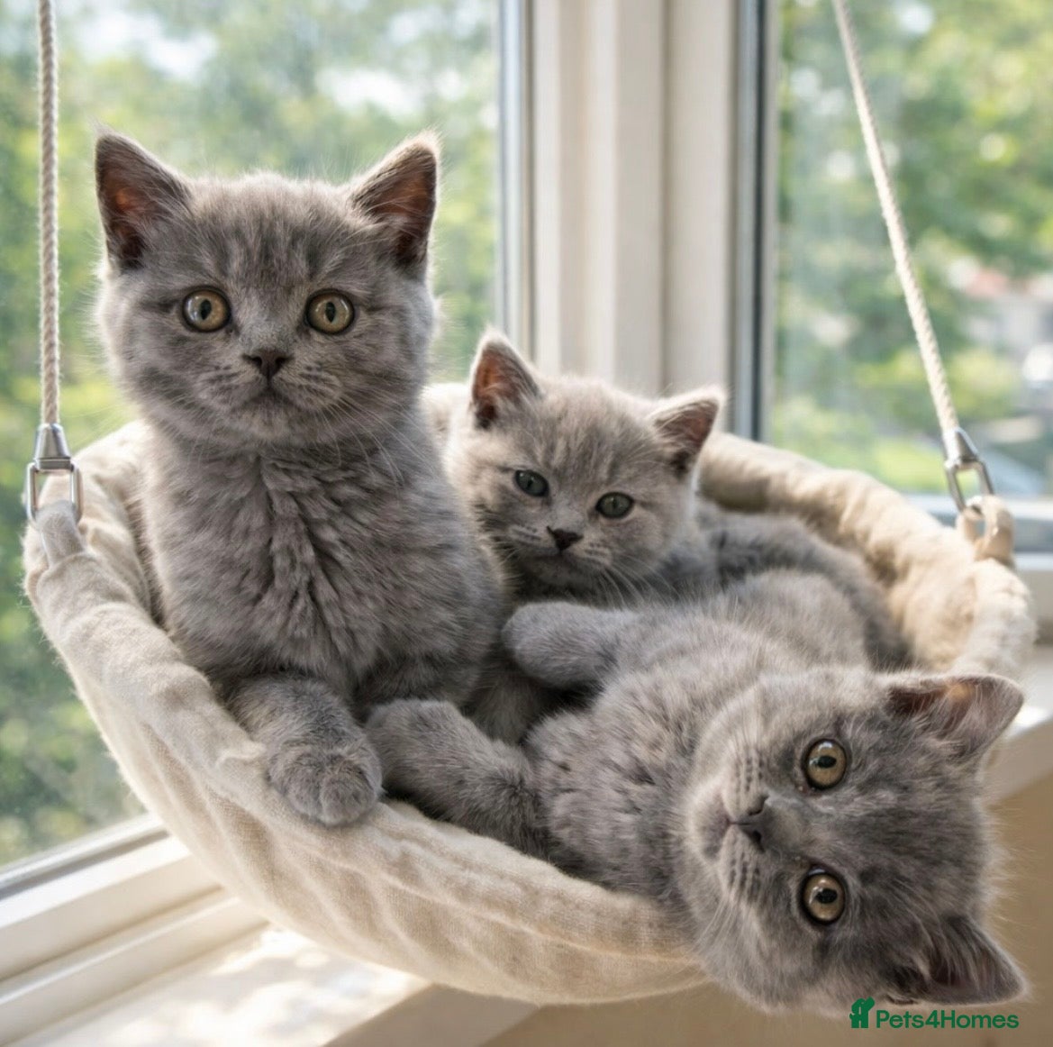 British Shorthair cats 🏆CHAMPION BLOODLINES🏆blue British Shorthair  - Advert 6