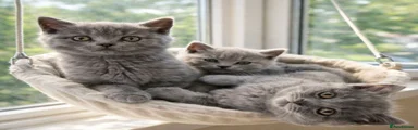 British Shorthair Kitten 2 blue