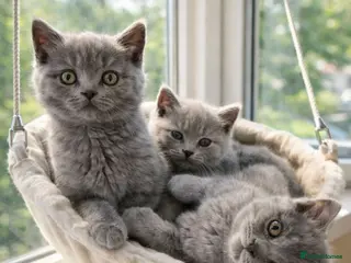 British Shorthair cats 🏆CHAMPION BLOODLINES🏆blue British Shorthair - Advert 6