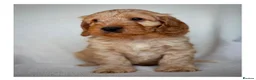 Cockapoo dogs for sale: Quality F1 Cockapoo puppies - Advert 9