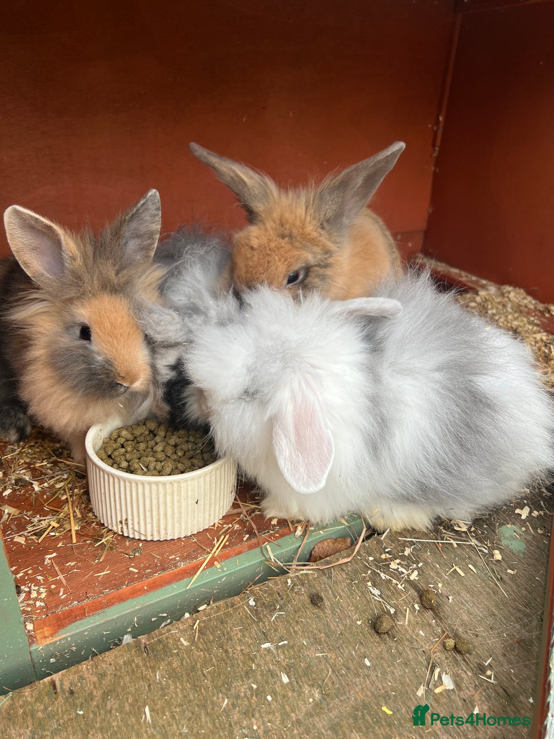 Mini Lion Lop rabbits for sale: Super cute mini lop x lionhead rabbits - Image 4