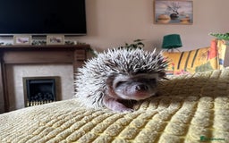 Pygmy Hedgehog rodents for sale: African Pygmy hedgehogs hoglets  - Image 9