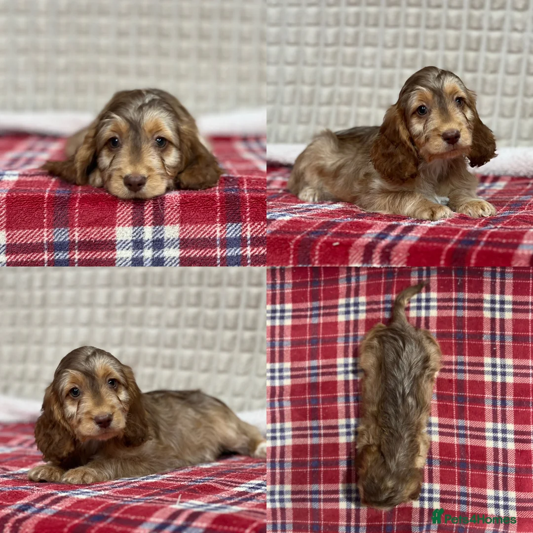 Cockapoo dogs for sale: STUNNING COCKAPOO PUPPIES READY NOW  - Advert 9