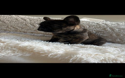 French Bulldog dogs for sale: French Bulldog puppies  - Image 4