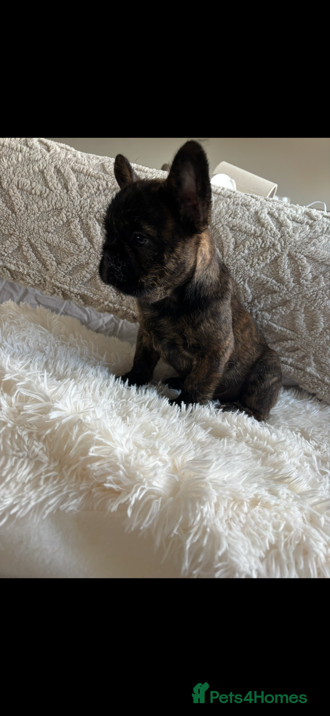 French Bulldog dogs for sale: French Bulldog puppies  - Image 4