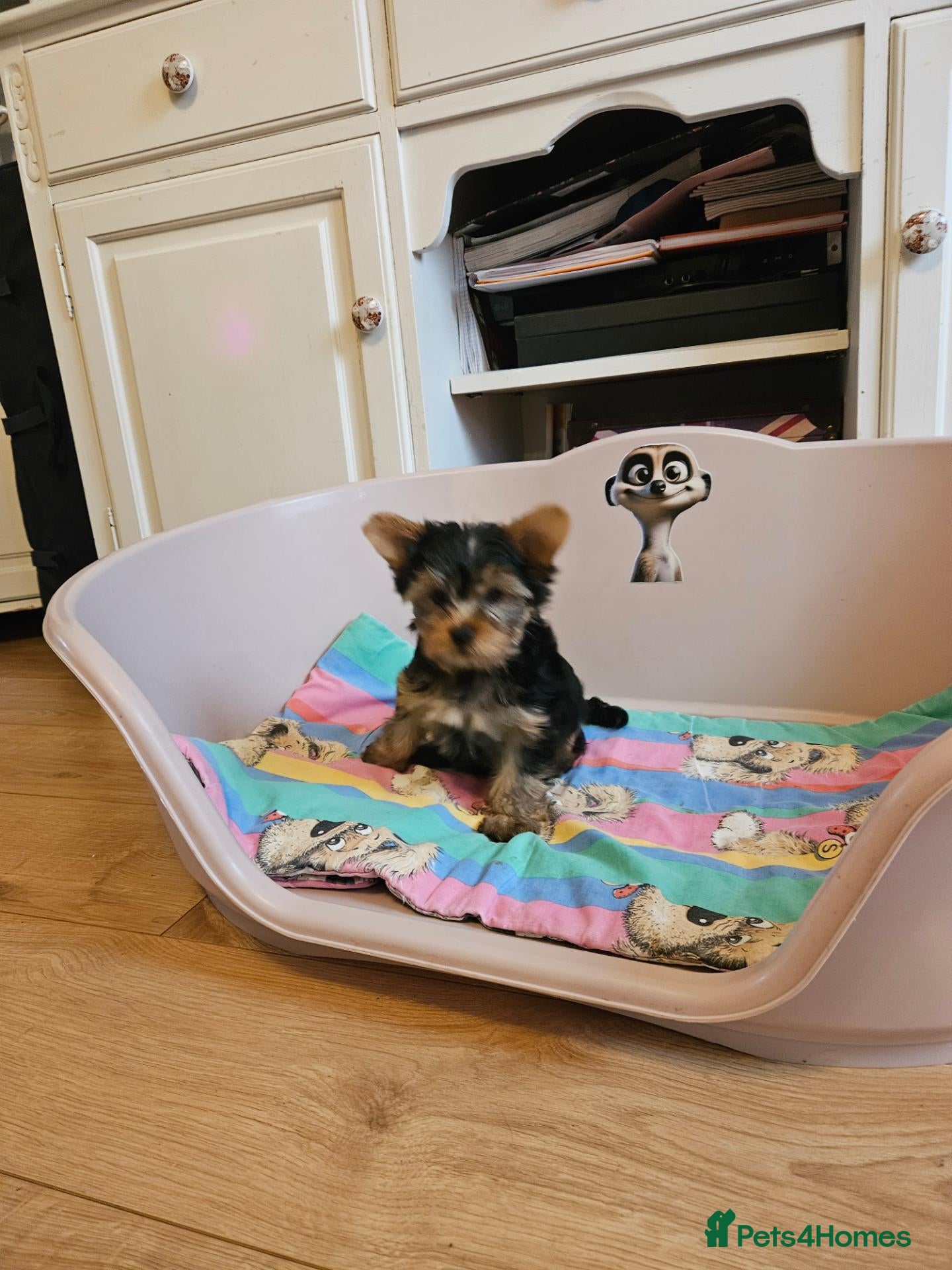 Yorkshire Terrier dogs Beautiful Yorkshire Terrier Puppy –Lola 🐾💗 - Advert 7