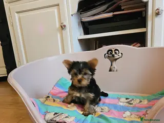 Yorkshire Terrier dogs Beautiful Yorkshire Terrier Puppy –Lola 🐾💗 - Advert 7