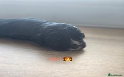 Cocker Spaniel dogs for sale: Cocker spaniel puppies 🐶  - Image 23