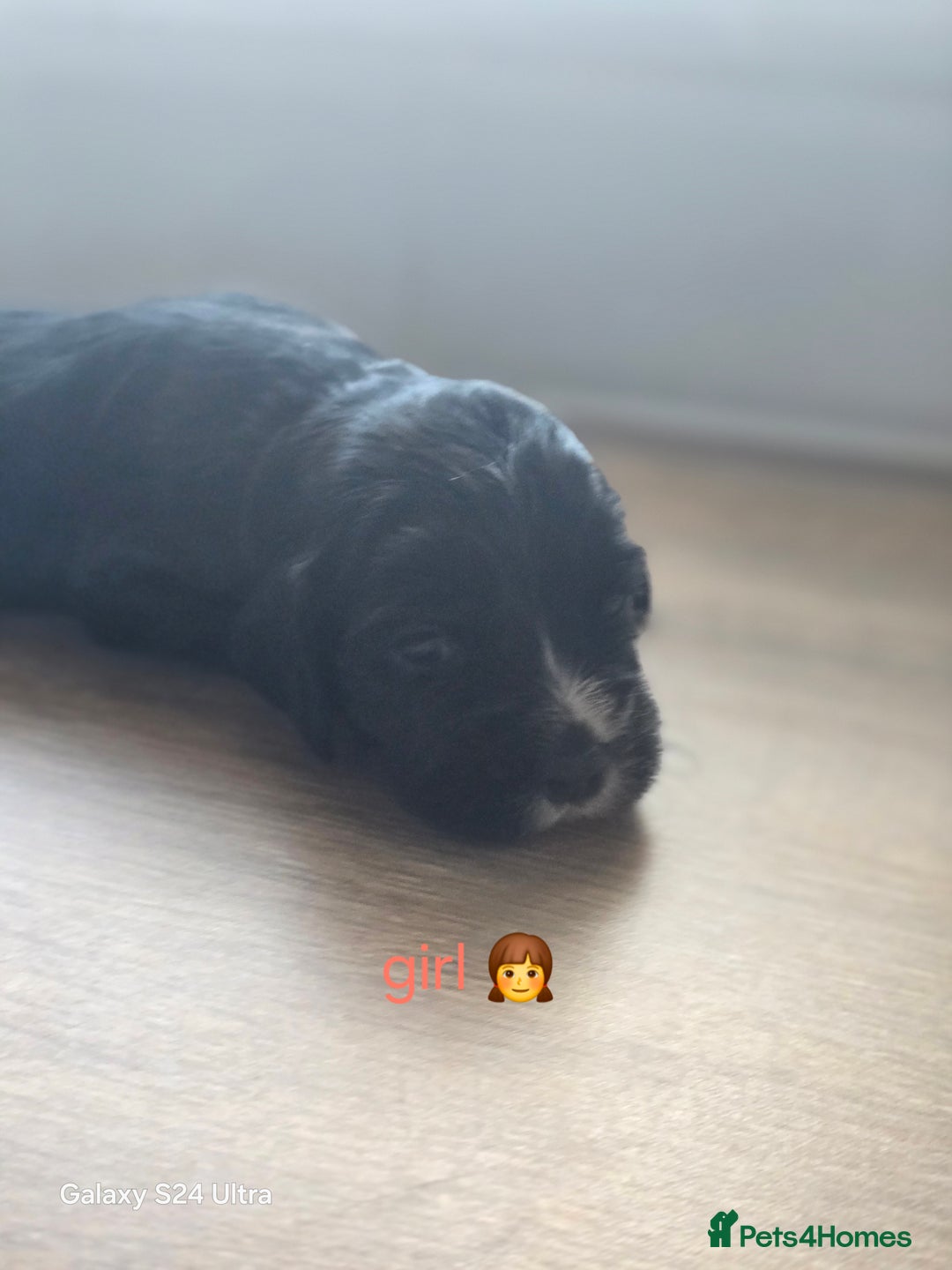 Cocker Spaniel dogs for sale: Cocker spaniel puppies 🐶  - Image 23