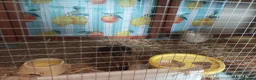 Quail poultry for sale: Coturnix Quail trio and group - Advert 5