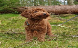 Miniature Poodle dogs for stud: ✅️DNA Test Red KC Miniature Poodle Stud Manchester in Manchester - Image 8