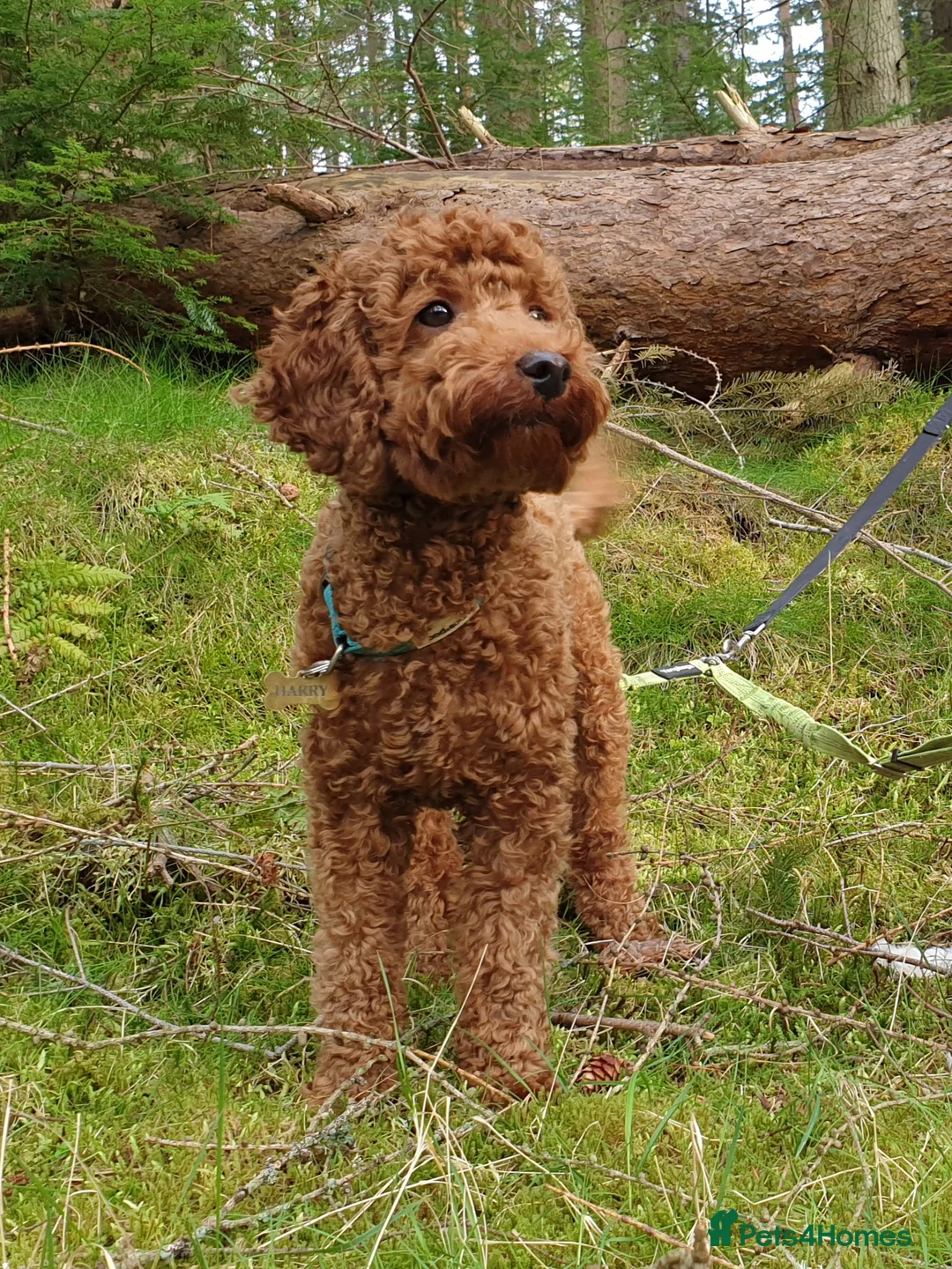 Miniature Poodle dogs for stud: ✅️DNA Test Red KC Miniature Poodle Stud Manchester in Manchester - Advert 8