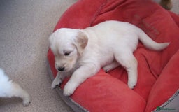 Golden Retriever dogs for sale: Stunning Golden Retriever Puppies - Image 12