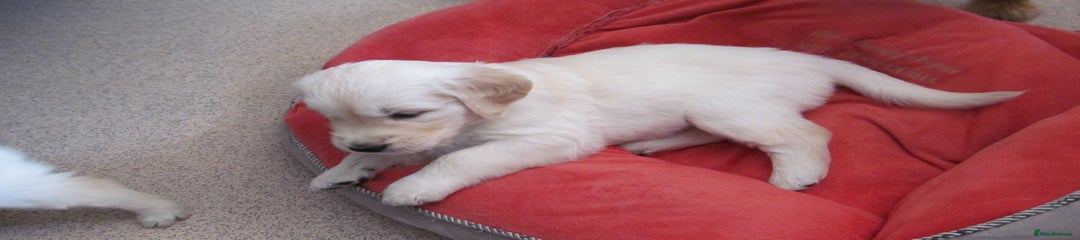 Golden Retriever Puppy 3