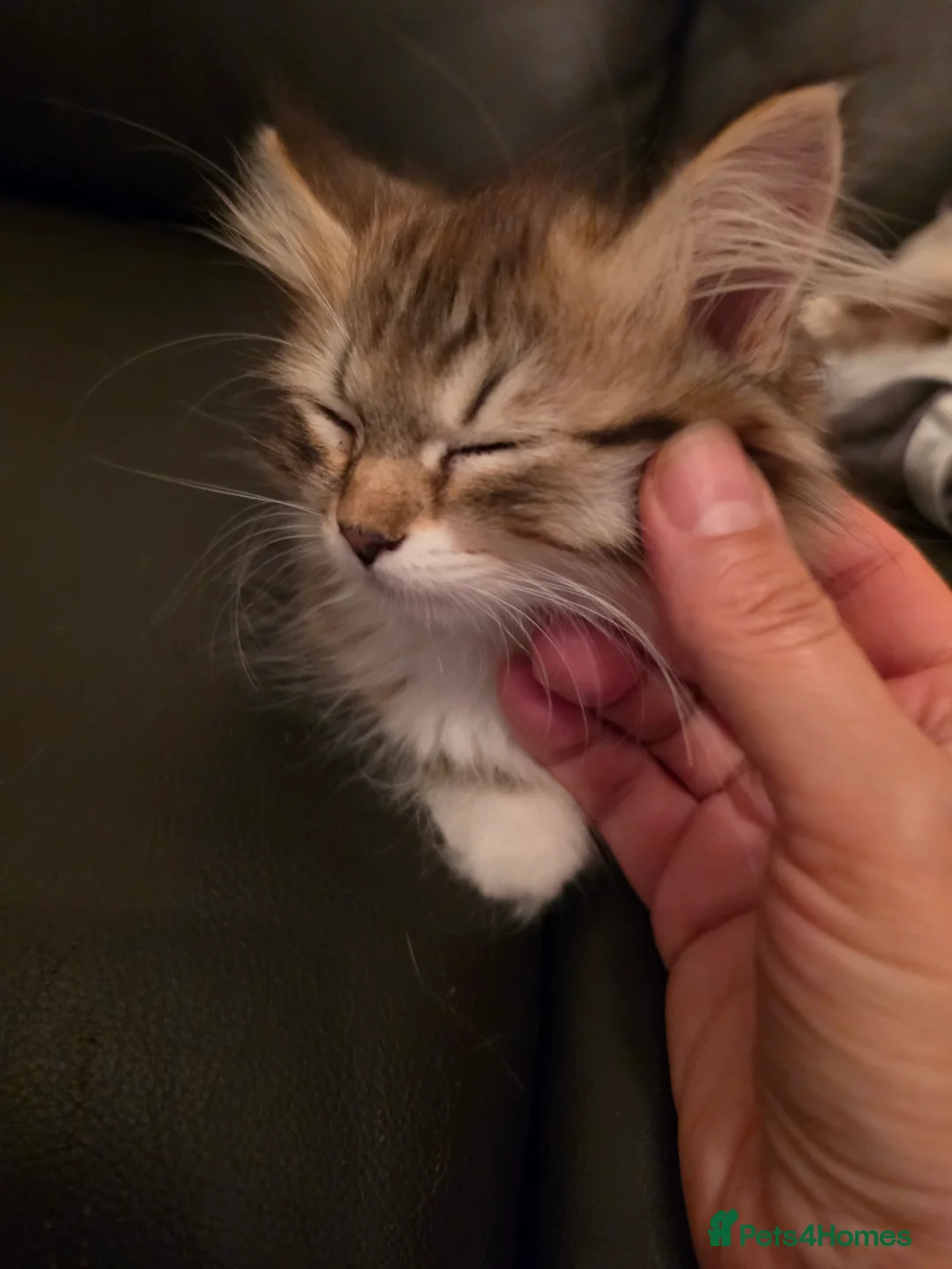 Siberian cats for sale: Pure gorgeous Siberian Kittens - Advert 2