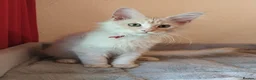 Maine Coon cats for sale: TICA Reg Maine Coon Kittens. Cream. Red. Tortie  - Advert 2