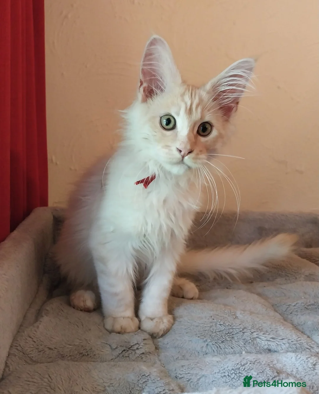 Maine Coon cats for sale: TICA Reg Maine Coon Kittens. Cream. Red. Tortie  - Advert 2