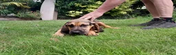 Bloodhound dogs for sale: Bloodhound Puppies - Advert 7