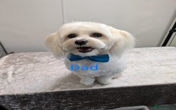 Maltese dogs for sale: Still waiting for love. Beautiful Maltese Puppies - Image 8