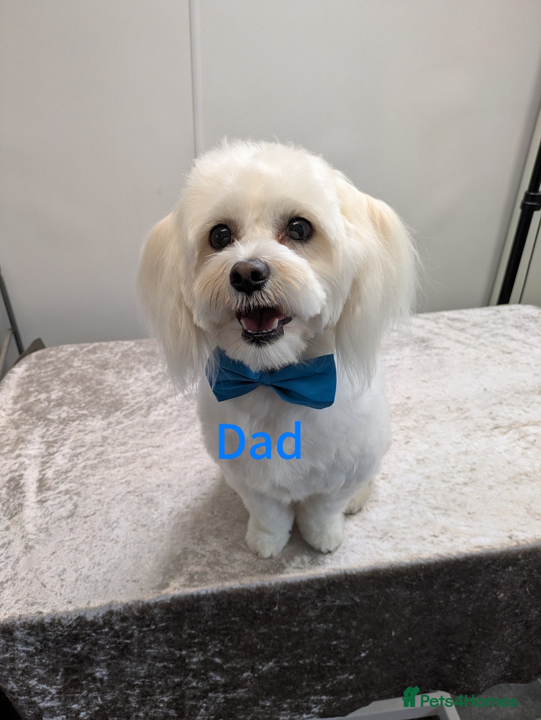 Maltese dogs for sale: Still waiting for love. Beautiful Maltese Puppies - Image 8
