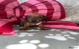Dachshund dogs for sale: Dachshund puppies  - Image 5
