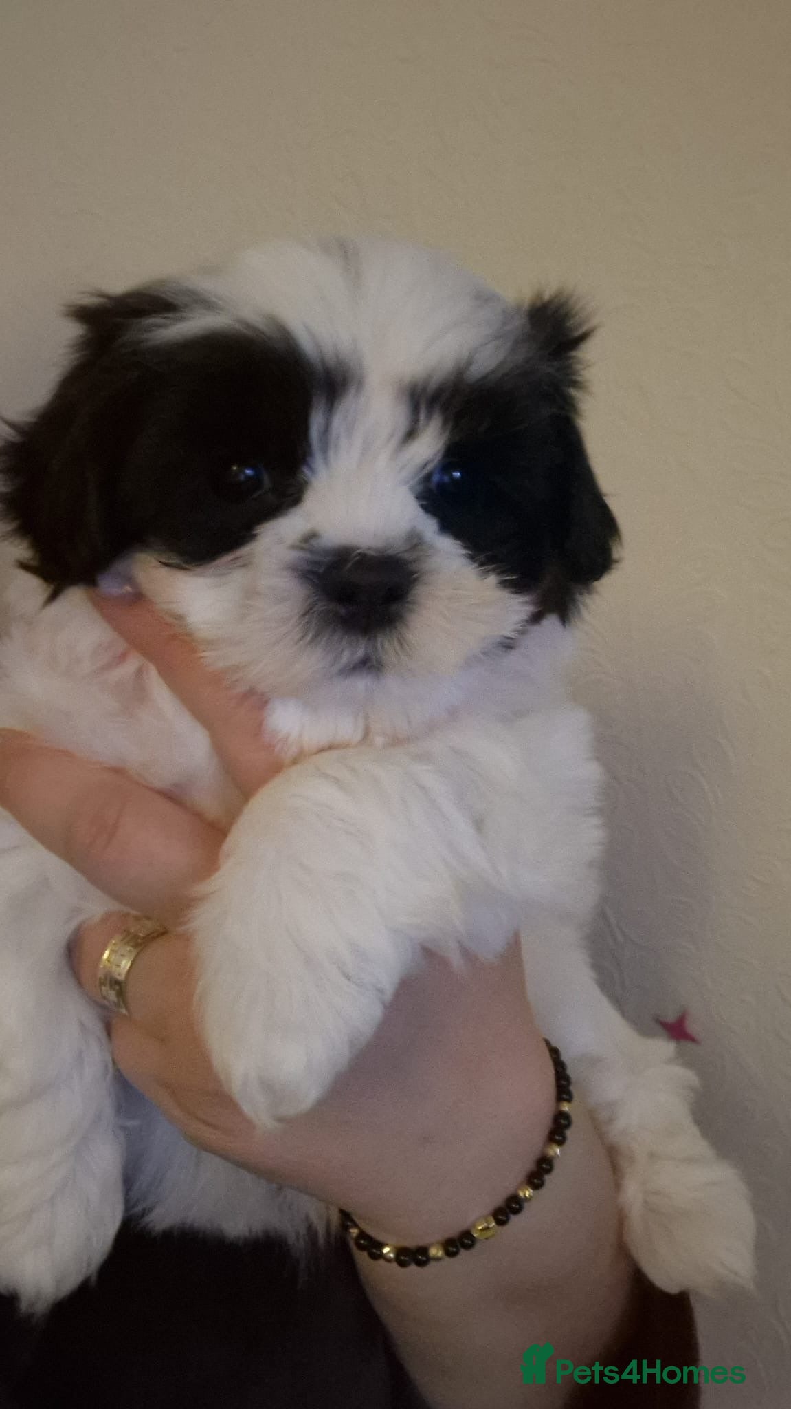 Havanese dogs Havanese puppy - Advert 1