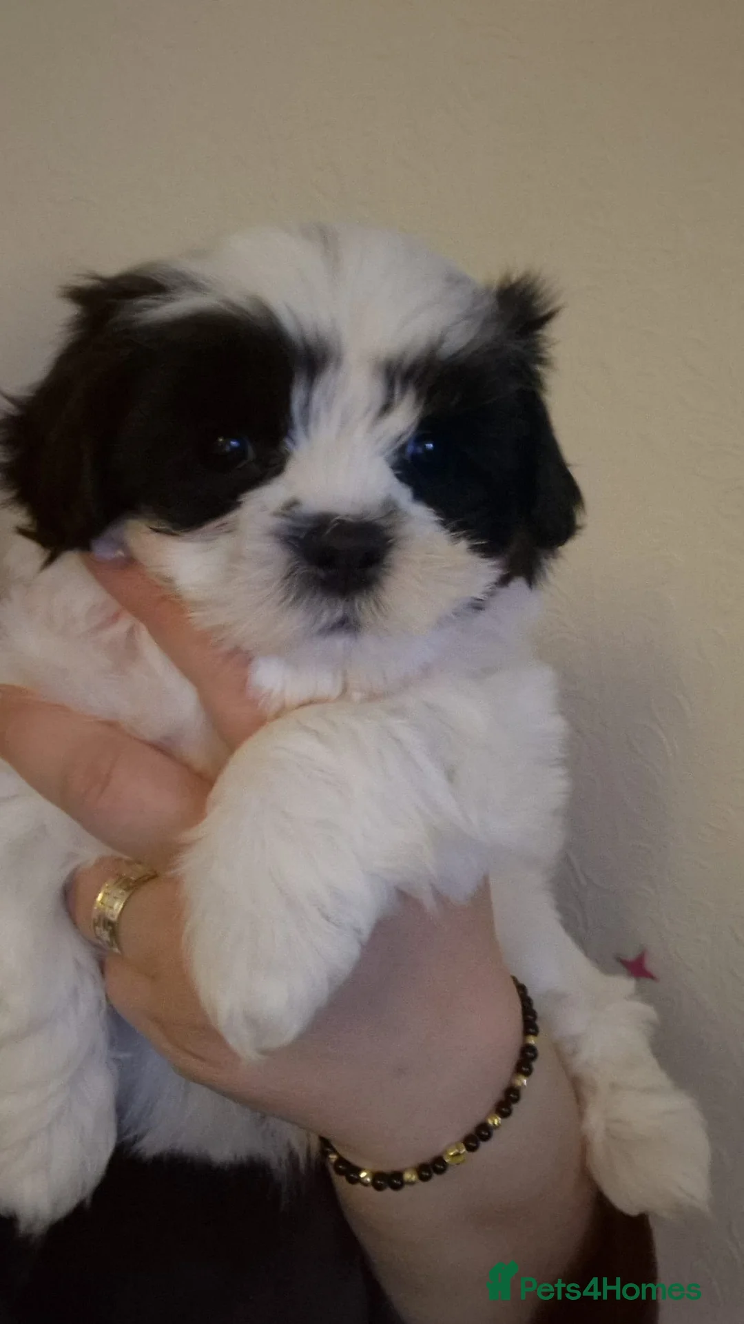 Havanese dogs for sale: Havanese puppy - Advert 1