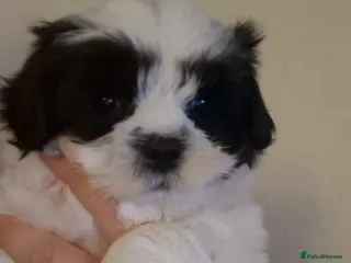 Havanese dogs Havanese puppy - Advert 4