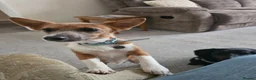 Jack Chi dogs for sale: Jack Chi for sale  - Advert 5